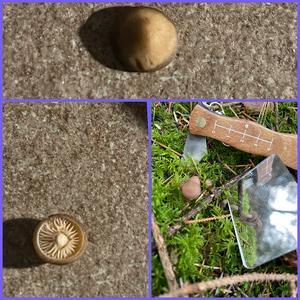 Lawn Mower`s Mushroom