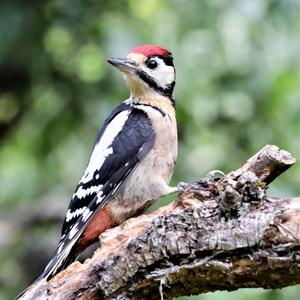 Great Spotted Woodpecker