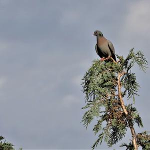 Stock Dove