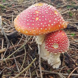 Fly Agaric