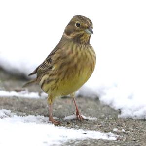 Yellowhammer