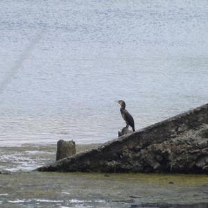 Great Cormorant