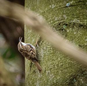 Eurasian Treecreeper