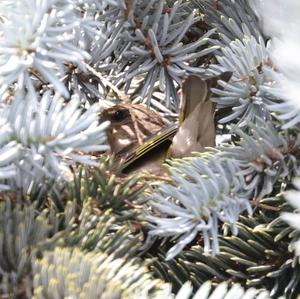 European Greenfinch