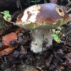 King Bolete