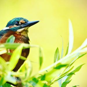 Common Kingfisher