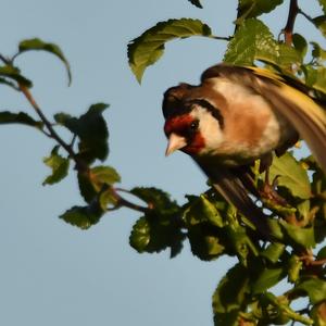 European Goldfinch