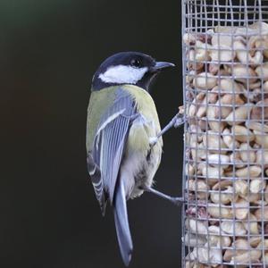 Great Tit