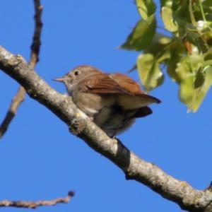 Common Nightingale