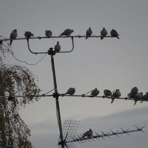 Eurasian Collared-dove