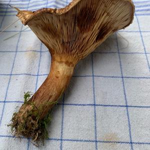 Tawny Funnel-cap