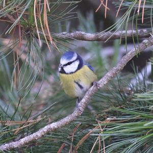 Blue Tit