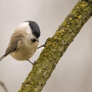 Marsh Tit