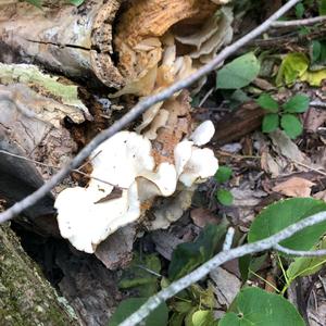 Oyster Mushroom