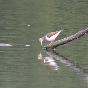 Common Sandpiper