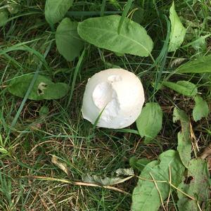 Giant Puffball