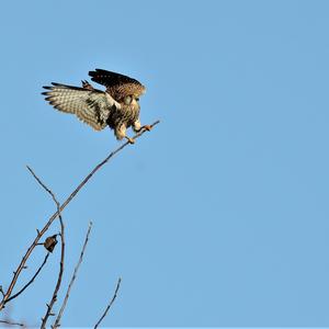 Common Kestrel