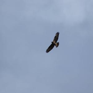 Common Buzzard