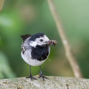 White Wagtail