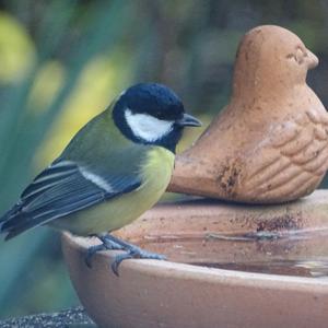 Great Tit