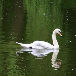 Mute Swan