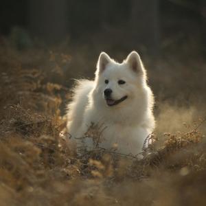 Samoyed