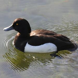 Tufted Duck