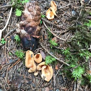 Lemon Peel Fungus