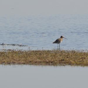 Black-tailed Godwit