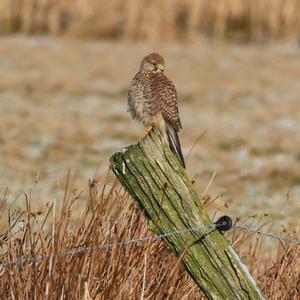 Common Kestrel