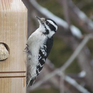 Hairy Woodpecker