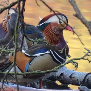 Mandarin Duck