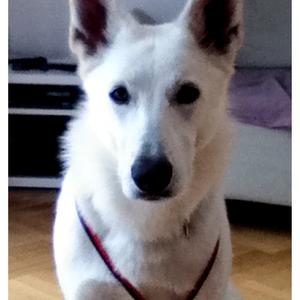 Berger Blanc Suisse