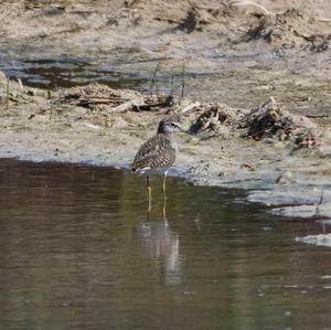 Wood Sandpiper