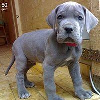 Great Dane