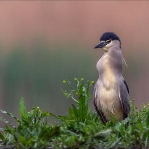 Black-crowned Night-heron