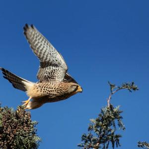 Common Kestrel