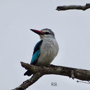 Woodland Kingfisher