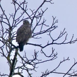 Mäusebussard