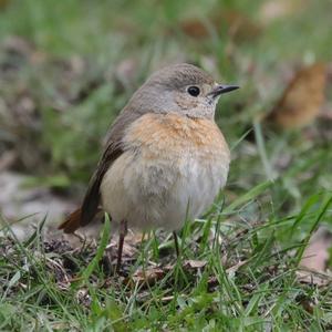 Common Redstart