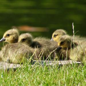 Canada Goose