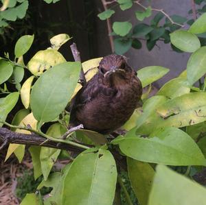 Eurasian Blackbird