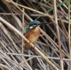 Common Kingfisher