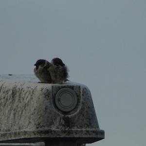 Eurasian Tree Sparrow