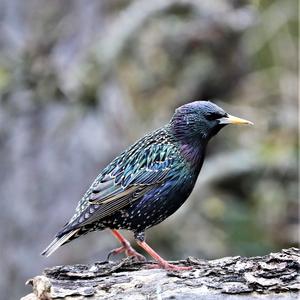 Common Starling