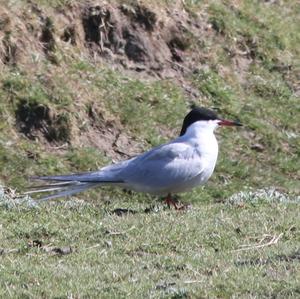 Common Tern