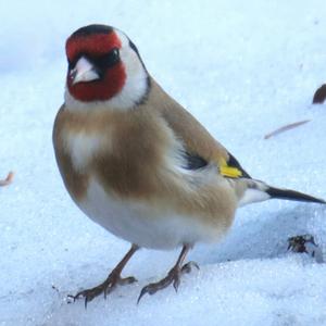 European Goldfinch