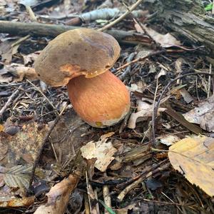 Dotted-stem Bolete