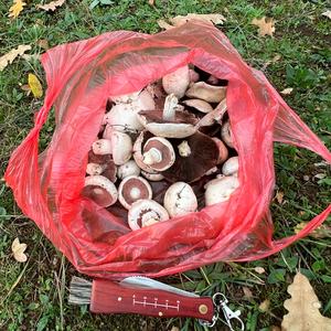 Horse Mushroom