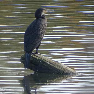 Great Cormorant